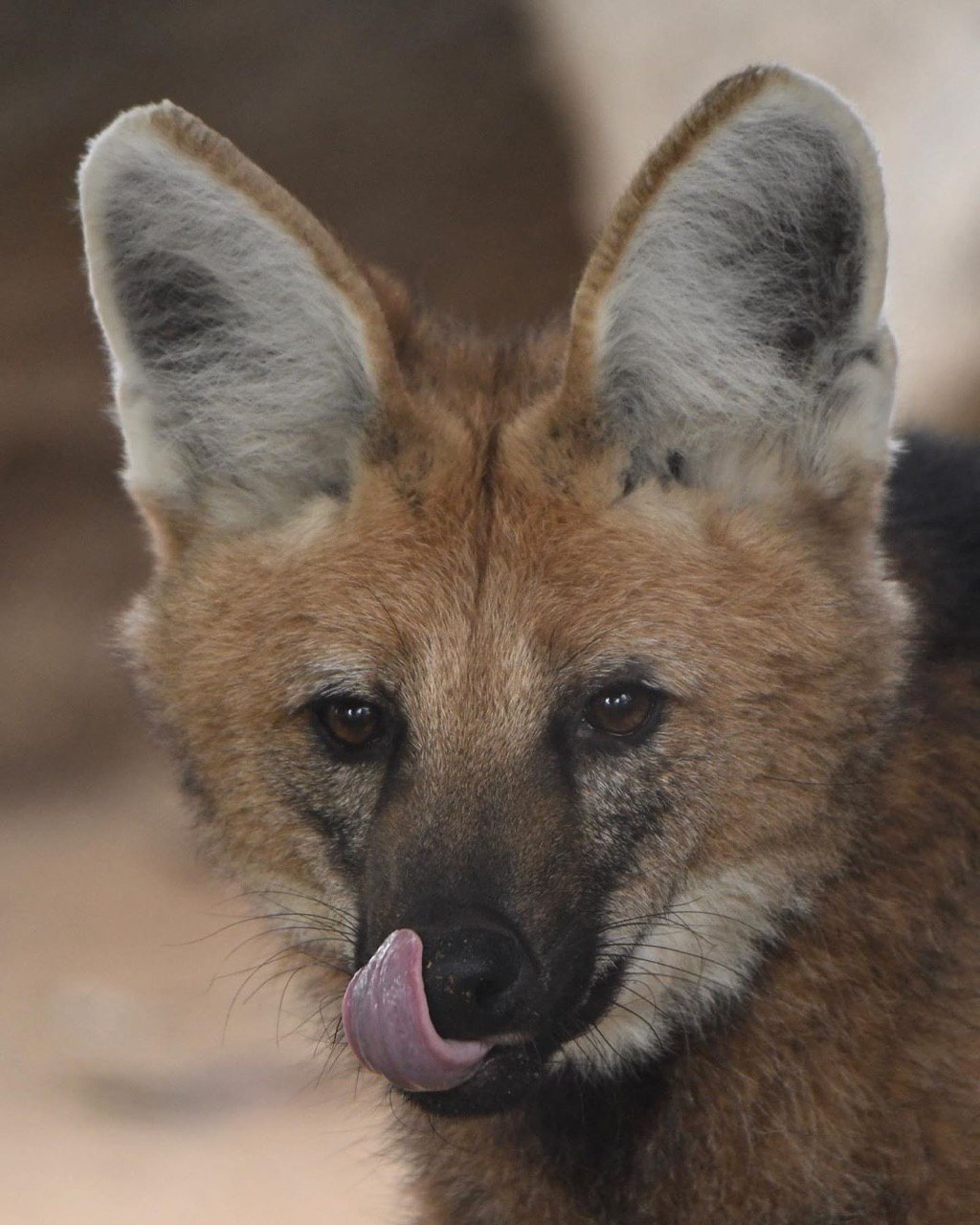 Picture of a maned wolf